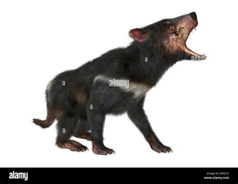 3d Rendering Of A Tasmanian Devil Isolated On White Background Stock