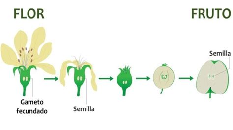 Todo sobre la reproducción de plantas de lo sexual a lo asexual