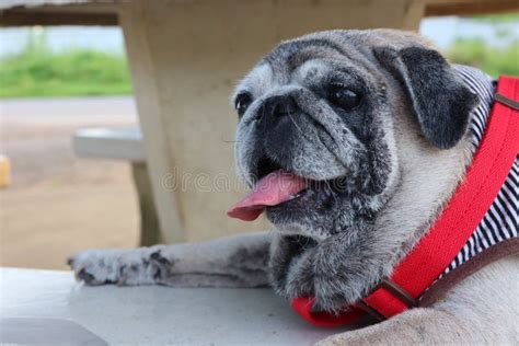 Old and Cute Chubby Pug Dog Portrait Smiling with Tongue and Teeth Funny Face Concept of Dog ...