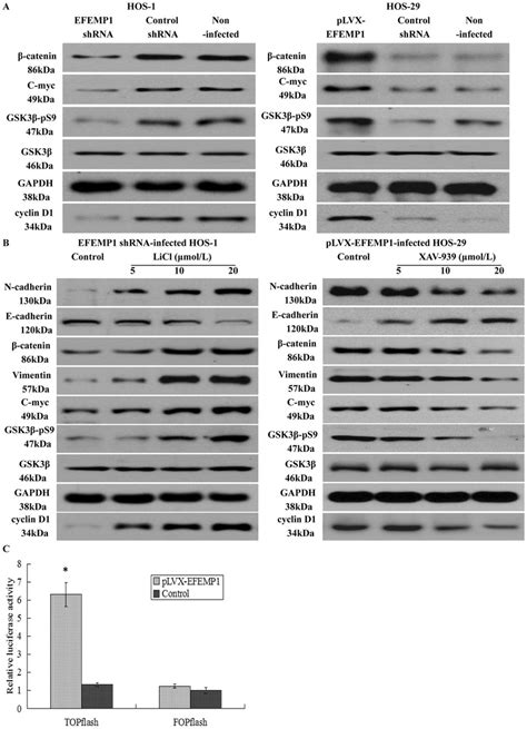 Effects Of Fibulin 3 On The Wntβ Catenin Signaling Pathway By Western Download Scientific