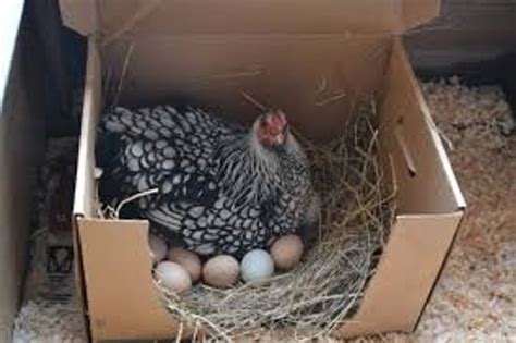 How To Raise Your Own Egg Laying Chickens B C Guides