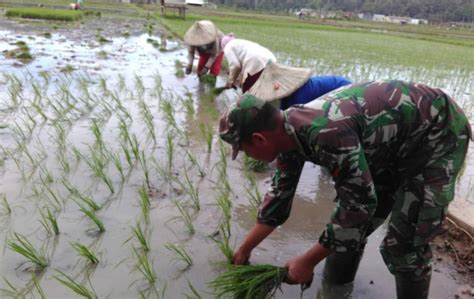 Petani Tanam Padi Kopda Aris Ikut Turun Ke Sawah WEBSITE TENTARA