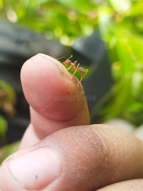 Formigas Teceloras Na Ponta Dos Dedos Foto De Stock Imagem De Formiga