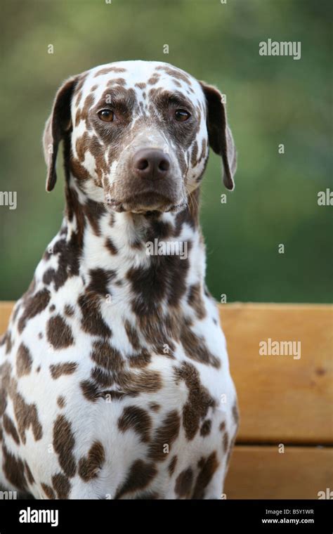 dalmatian dog with brown spots Stock Photo - Alamy