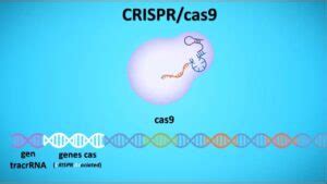 Todo Lo Que Necesitas Saber Sobre El Revolucionario Sistema CRISPR