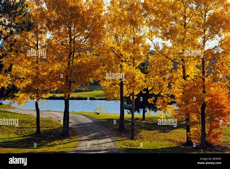 Idylwylde Golf Course With Aspen Trees Overlooking Nepahwin Lake