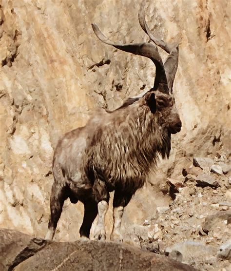 Kashmir Markhor Flat Horns With A Half Turn To Them Trophyhunting