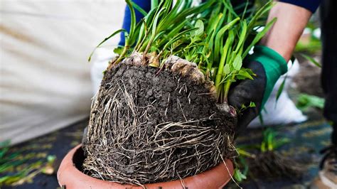 A Crazy Way Of Growing Garlic At Home From Rooting Till Harvest With