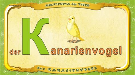 Multipedia Der Tiere Buchstabe K Der Kanarienvogel Youtube