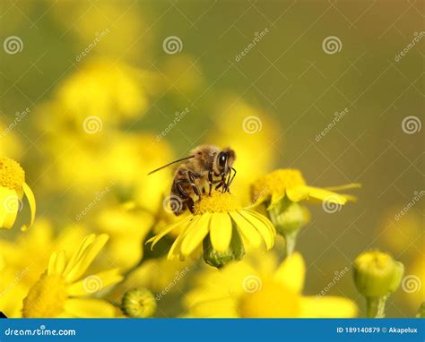 Una Abeja Recolecta N Ctar De Una Flor Silvestre Amarilla Macro De Un