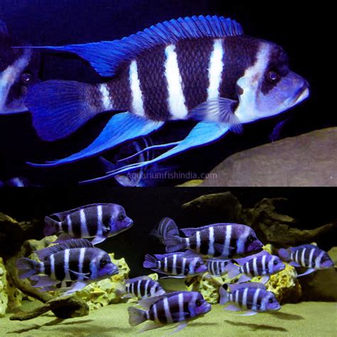 Full Grown Frontosa Cichlid Unlock The Power Of These Mighty Fish