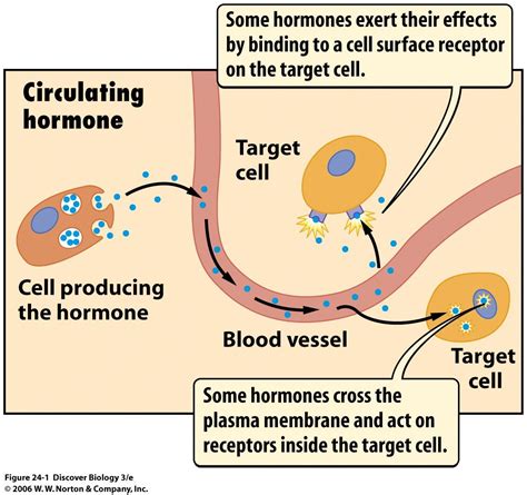 Pin On Medical Terms Hormones