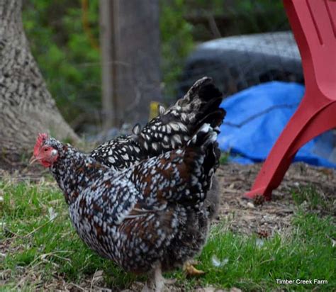 Marek's Disease Symptoms to Watch For - Timber Creek Farm