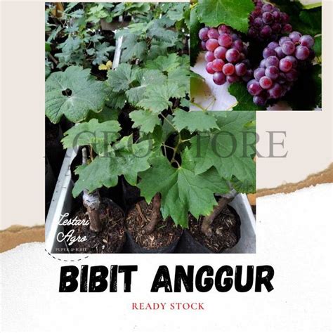 Jual Bibit Anggur Moondrop Bibit Anggur Import Shopee Indonesia