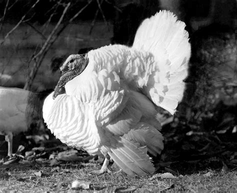 Pavo Blanco De Holanda Aves De Corral