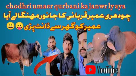 Umaer Qurbani Ka Janwr Ly Aya Mehngy Janwr Ki Wja Sy Umar Ko Dant Pri