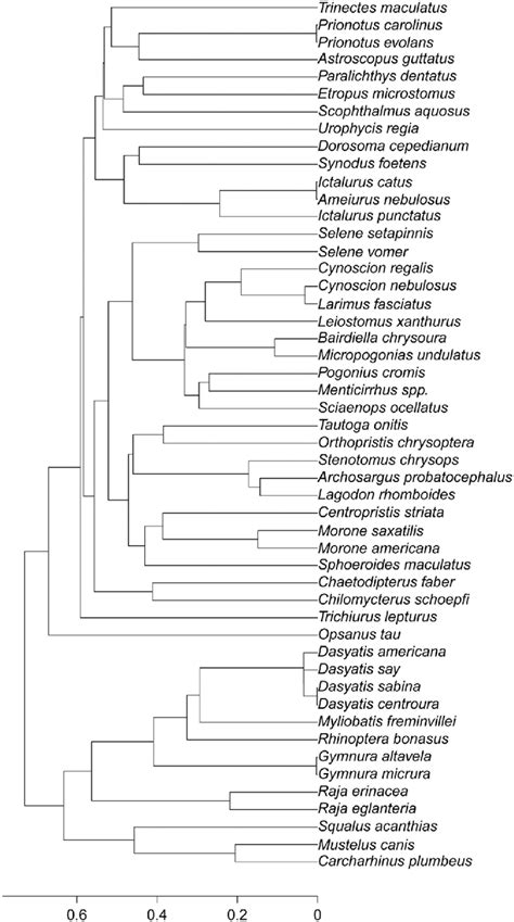 Fig A The Final Ultrametric Phylogenetic Tree Obtained Using