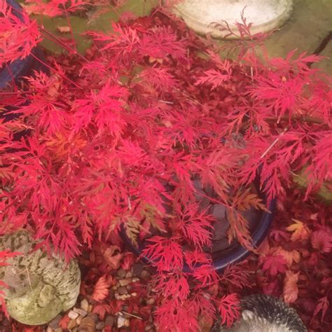 Acer Palmatum Wilson S Pink Dwarf Japanese Maple Wilson S Pink