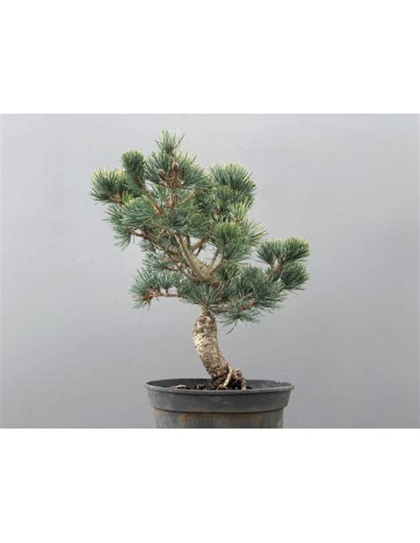 Bons I Pinus Pentaphylla Pino Blanco Japon S