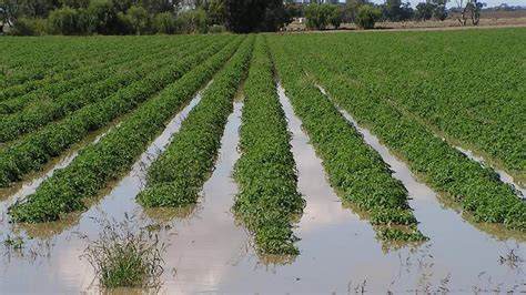 Effects Of Floods On Crops