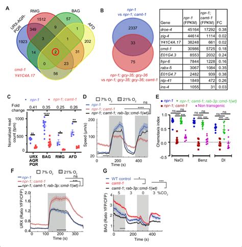 The Pleiotropic Phenotypes Of Camt 1 Reflect A Role In Regulating The