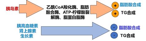 生物化学第七章脂质代谢（二） 哔哩哔哩