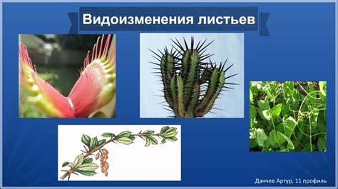 Видоизменения листьев - презентация онлайн