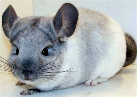 Chinchilla Facts Animal Facts Encyclopedia