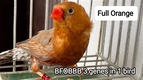 Bfobbb The Full Orange Zebra Finch Genes Combined In One Bird Finch