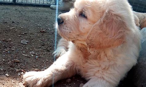 Cuccioli Di Golden Retriever Allevamento Le Ombre Verdi