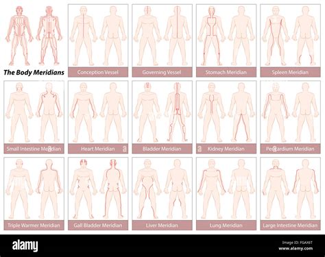 Body Meridians Chart With Main Acupuncture Meridians Anterior And Posterior View