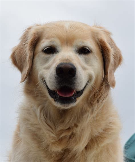Free Images : dogs, vertebrate, dog breed, doberman, dog walking ...