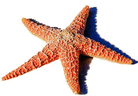 Starfish Png Starfish Transparent Background Freeiconspng The Best