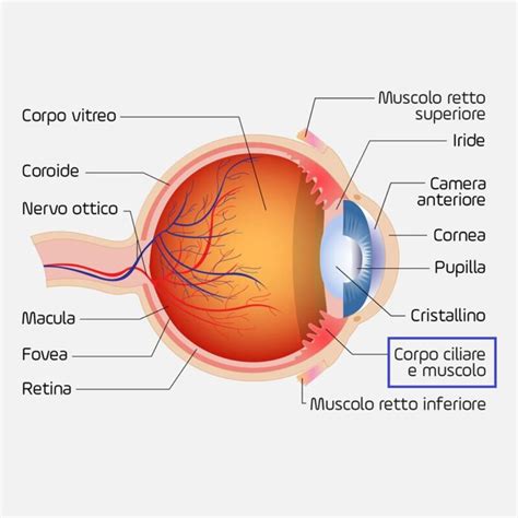 Corpo ciliare cos è e che funzione ha Blog di Clinica Baviera Italia