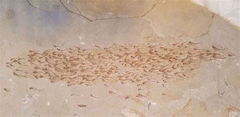 Des archéologues découvrent lincroyable fossile dun banc de poissons