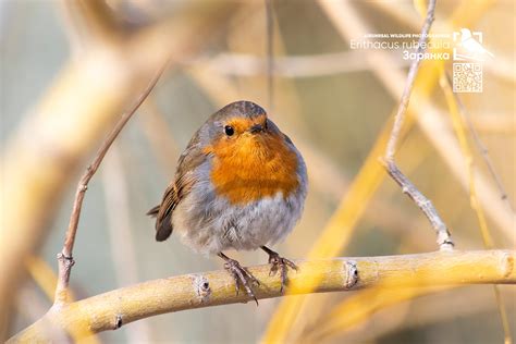 Erithacus rubecula on Behance