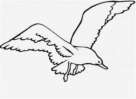 Seagull animals clipart of outline with the keywords - WikiClipArt