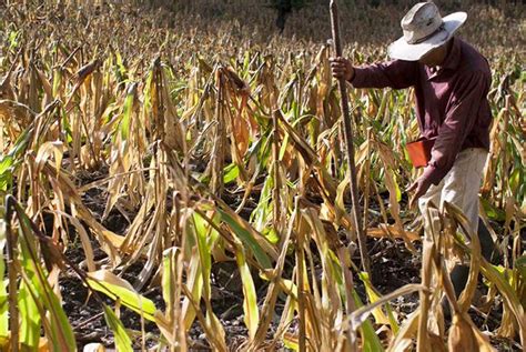 La Sequía En El Corredor Seco De Centroamérica Empeora Alerta La Fao Proceso Digital