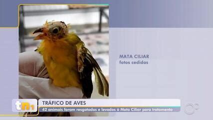 Aves Resgatadas De Tr Fico De Animais Chegam Mata Ciliar Para