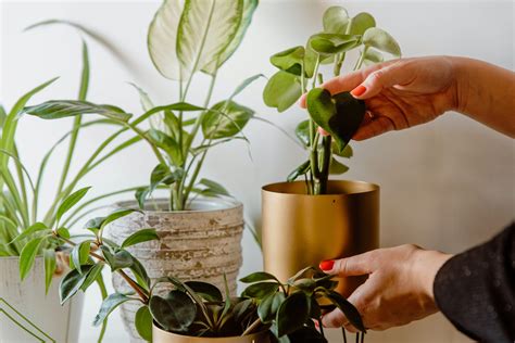 Sabes Cu Les Son Los Beneficios De Tener Plantas En Tu Casa O Escuela