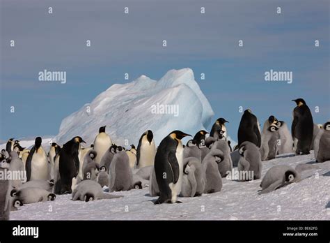 Penguins Breeding Snow Hi Res Stock Photography And Images Alamy