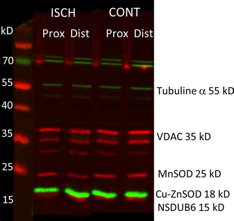 Representative Fluorescent Western Blot Showing Decreased Mnsod Content Download Scientific