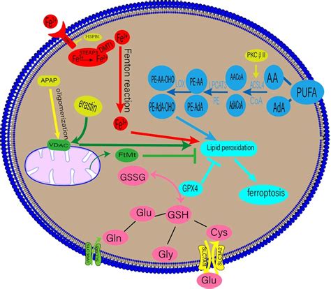 Frontiers Ferroptosis A New Strategy For Cardiovascular Disease