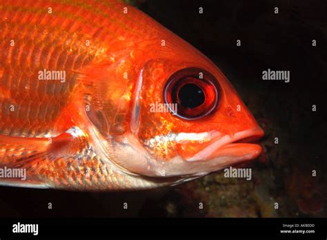 Squirrel Fish In The Gulf Of Mexico Off Texas Stock Photo Alamy