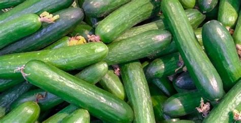 Health Benefits Of Eating Cucumbers