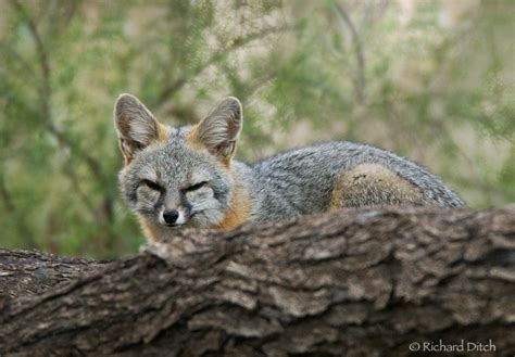 The Gray Fox | Some Facts & New Photos | The Wildlife