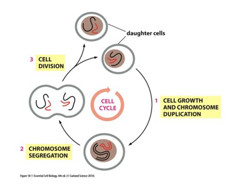 Powerpoint 17 The Cell Division Cycle Flashcards Quizlet