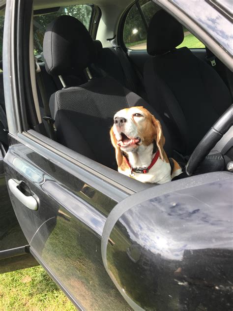 Angry Doggo Rbeagles
