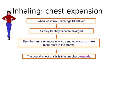 Ks Biology The Breathing System