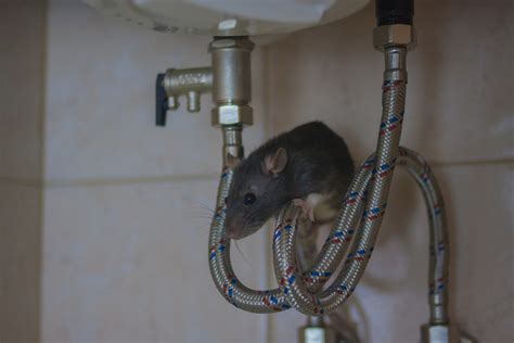 How To Prevent A Rodent Infestation Metro Vancouver Pest Control